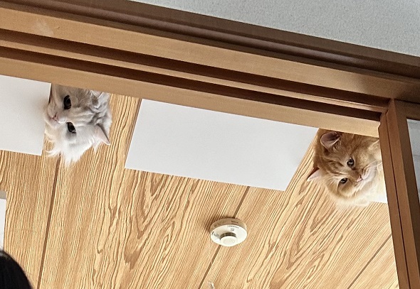 妻が悲鳴を上げた光景