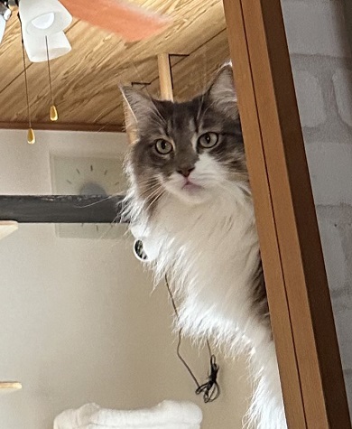 妻が悲鳴を上げた光景