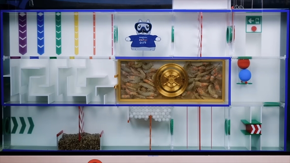 タコを水中迷路に挑戦させた動画