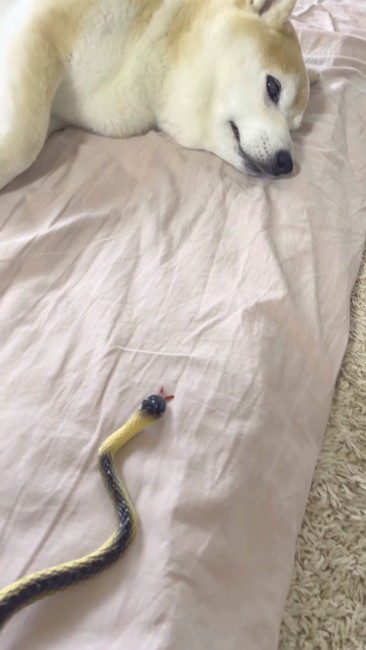 柴犬とヘビ