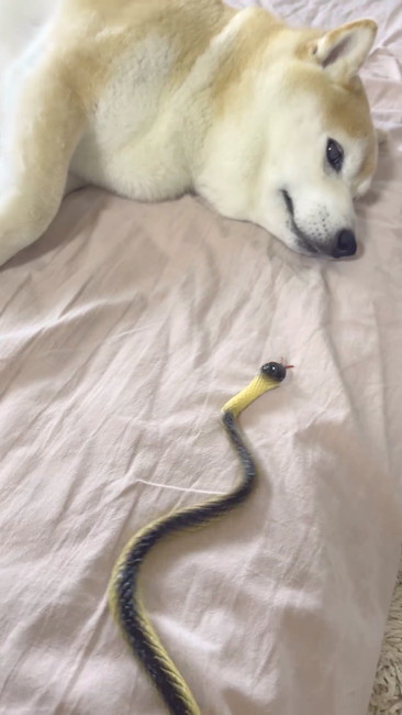 柴犬とヘビ