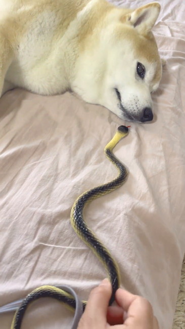 柴犬とヘビ
