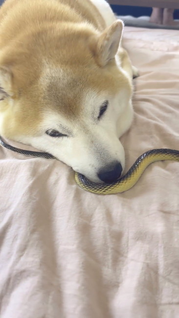 柴犬とヘビ