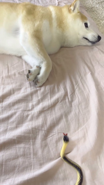 柴犬とヘビ