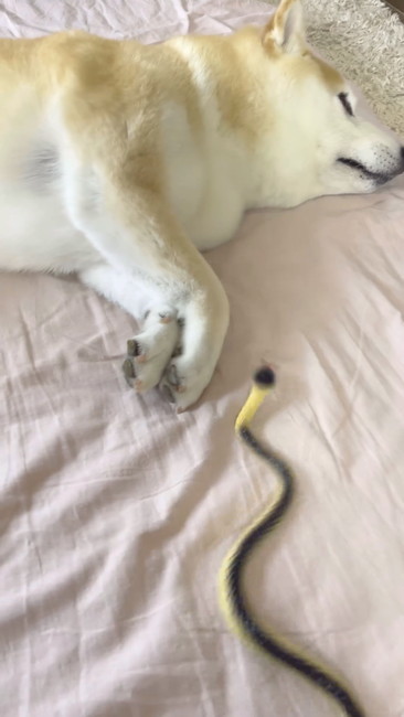 柴犬とヘビ
