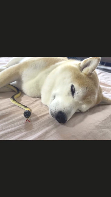 柴犬とヘビ