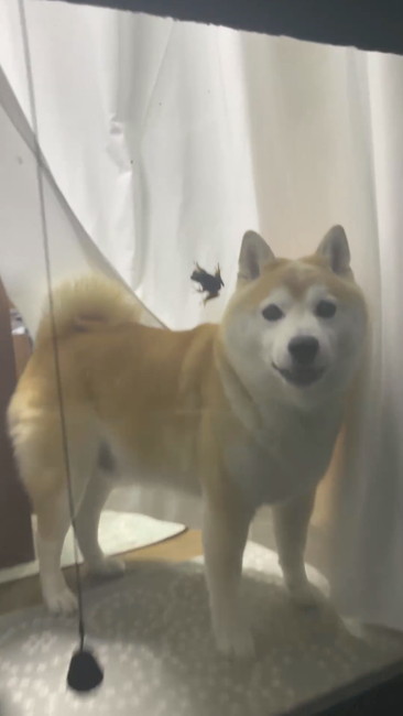 柴犬とカエル
