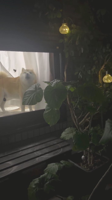 柴犬とカエル