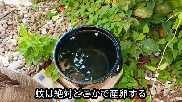 水を張ったバケツをあえて放置して蚊をおびき寄せる作戦