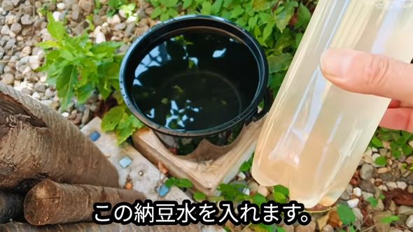 蚊をおびき寄せるために納豆のネバネバを混ぜた水を注ぐ