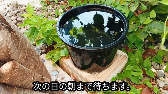 蚊をおびき寄せるために納豆のネバネバを混ぜた水を注いで待つ