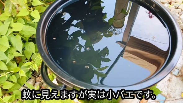 納豆のネバネバを混ぜた水におびき寄せられた小さなハエ