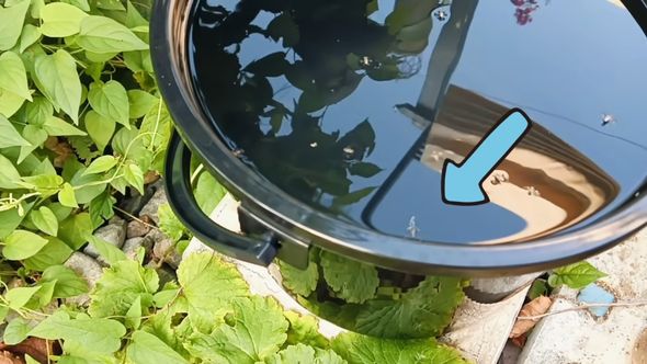 納豆のネバネバを混ぜた水におびき寄せられた蚊