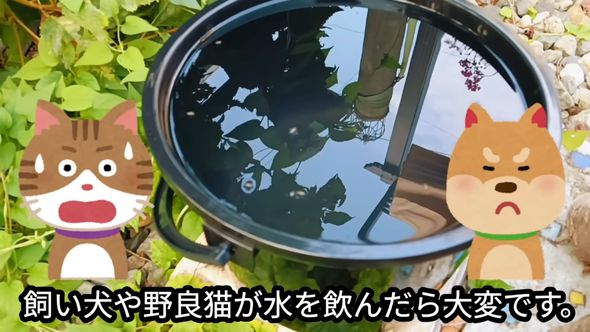 ボウフラを駆除するため洗剤を使う際はバケツにフタをする