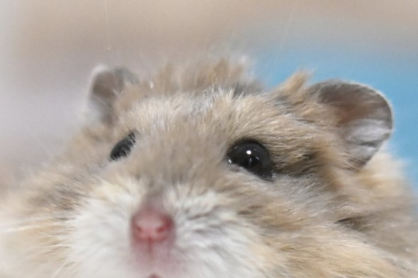 寝ぐせがついたハムスター