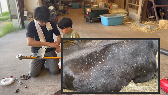 草刈り機の支度をする男性とサシバエにたかられた牛