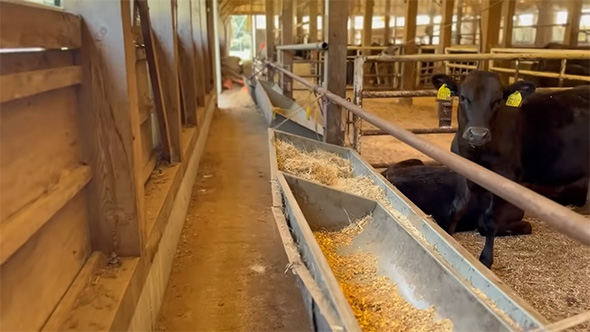 壁を外す前の牛舎