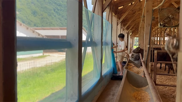 ネットをホッチキスで打っている