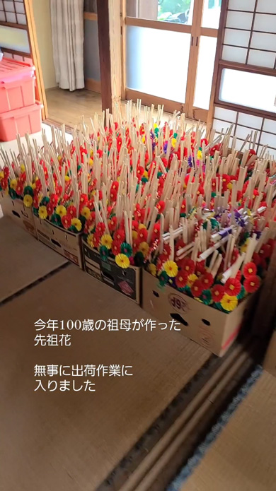 100歳 おばあちゃん 手仕事 見守る 猫 先祖花 祖母 白寿