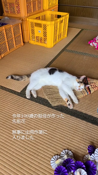 100歳 おばあちゃん 手仕事 見守る 猫 先祖花 祖母 白寿