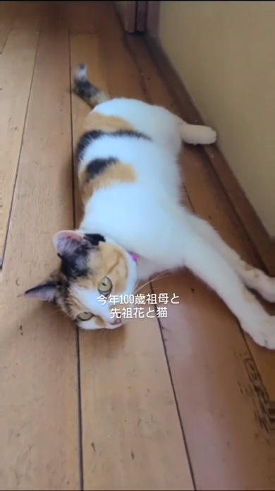 100歳 おばあちゃん 手仕事 見守る 猫 先祖花 祖母 白寿