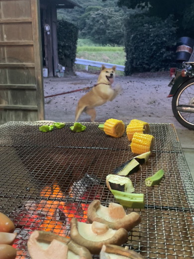 バーベキューでテンションが上がるワンコ