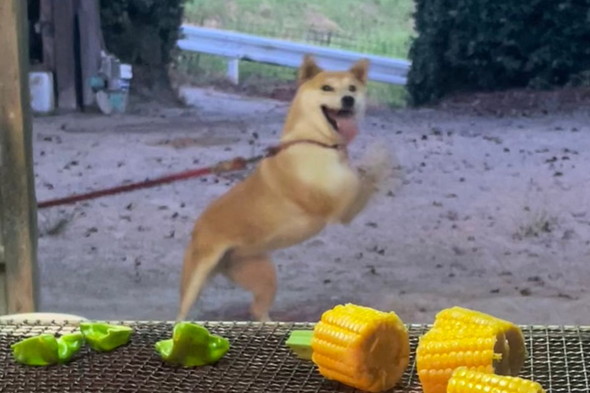 バーベキューでテンションが上がるワンコ