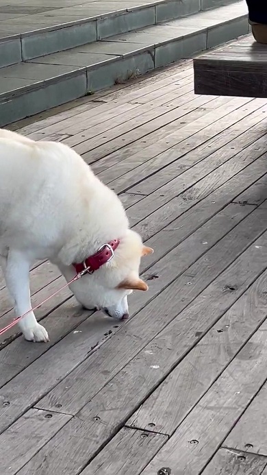 柴犬とタヌキ