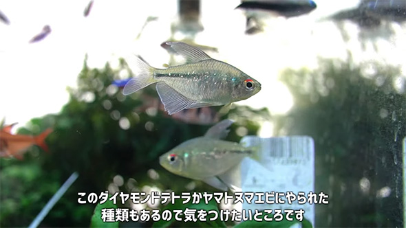このダイヤモンドテトラか