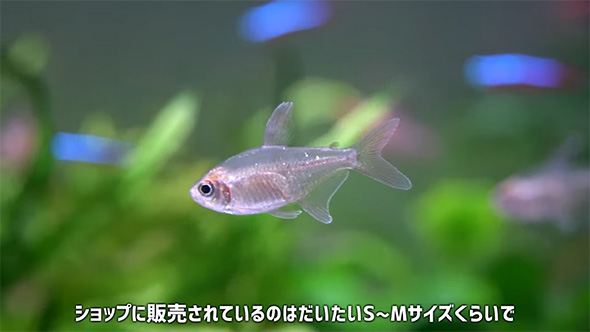 ショップに販売されているのは