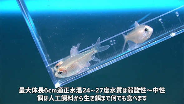 最大体長6センチ