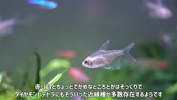 赤い目とちょっと