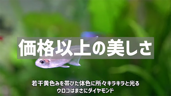 価格以上の美しさ