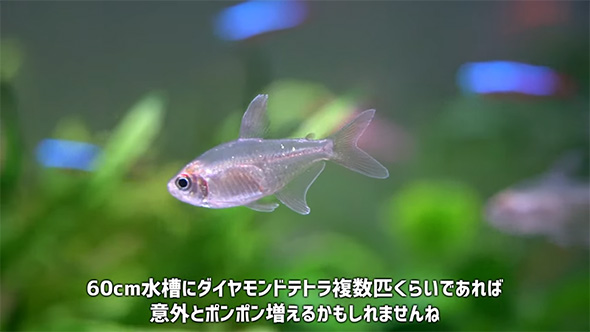 60センチ水槽に