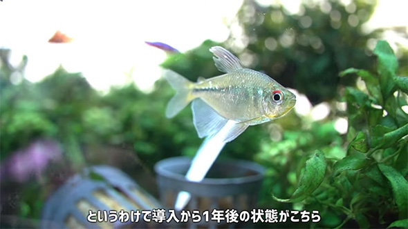 というわけで導入から