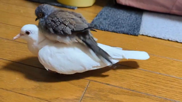ウスユキバトを乗せるギンバト