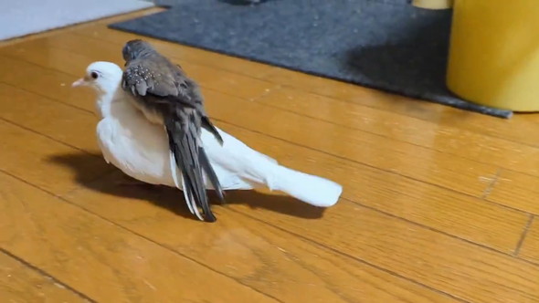 ウスユキバトを乗せるギンバト