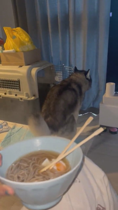 力んでいるシベリアンハスキーのワンコ