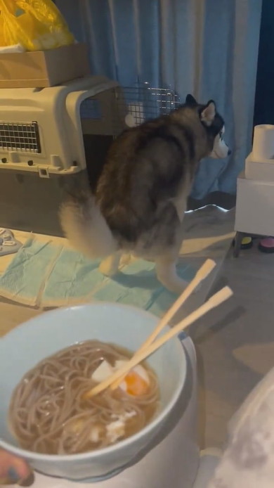 力んでいるシベリアンハスキーのワンコ