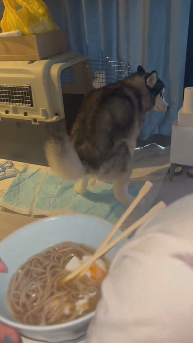 力んでいるシベリアンハスキーのワンコ