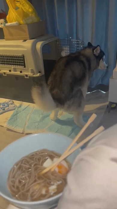 力んでいるシベリアンハスキーのワンコ