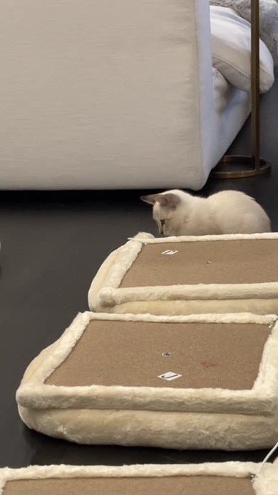 キャットタワー