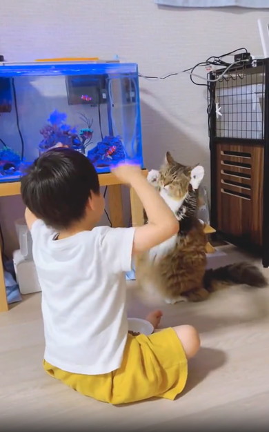 にゃんにゃんする猫