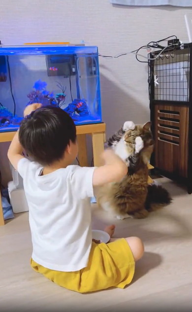 にゃんにゃんする猫