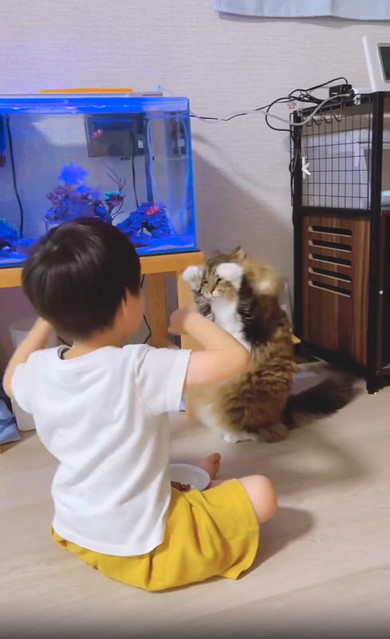 にゃんにゃんする猫