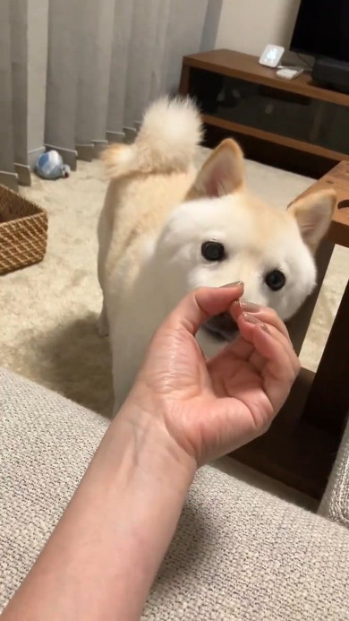 芸をしかける犬