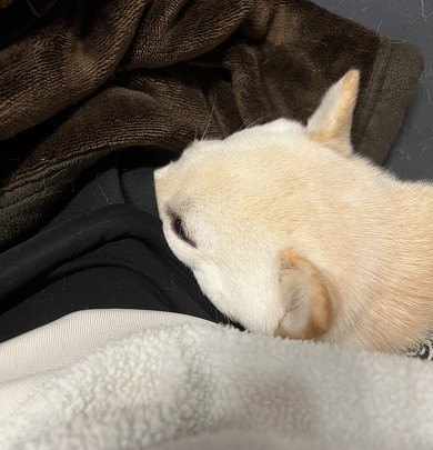 鼻をポケットに入れる犬