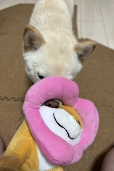 輪に鼻を入れる犬