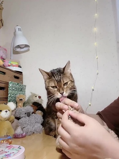 猫と編み物