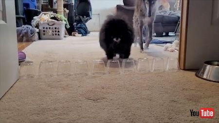 ジャンプするポメラニアン